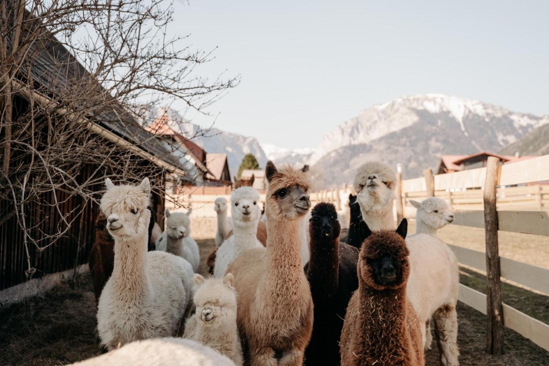 Alpakas, Lamas Und Rentiere Zum Gruenen See Grossdorf  Exterior photo